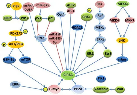 Frontiers | From Basic Science to Clinical Practice: The Role of