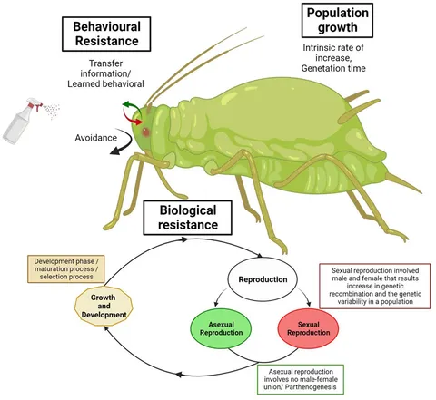 Frontiers | Insights into insecticide-resistance mechanisms
