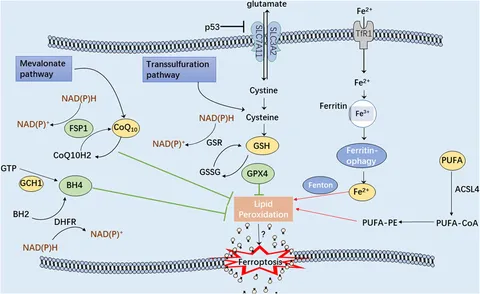 Frontiers | Novel Insights in the Regulatory Mechanisms of