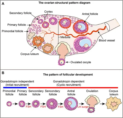 高評価！ primordial of Mechanisms | Frontiers follicle and activation リップグロス
