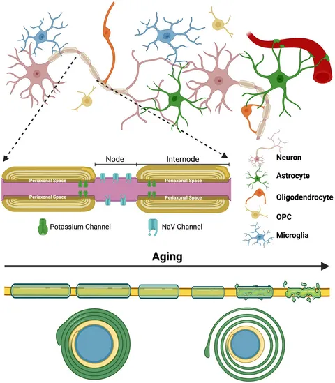 y Frontiers | Enhancing axonal myelination in seniors: A