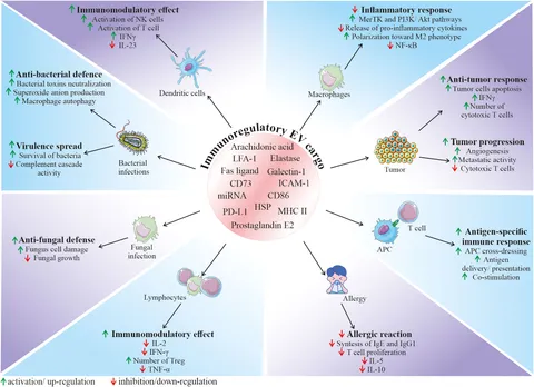 Frontiers | Stem cell- derived extracellular vesicles as new