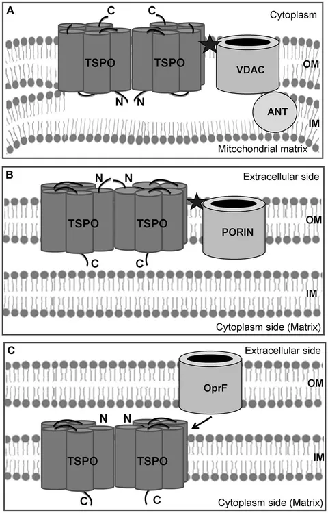 Frontiers | Structure-to-function relationships of bacterial