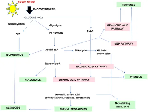 専用ページ　200 Frontiers | Regulation of the regulators: Transcription