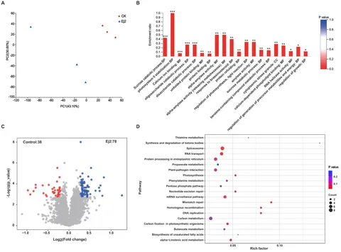Frontiers | Effects of rice blast biocontrol strain