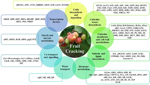 The Origin, Applications, and Breeding Goals of Jujube in China