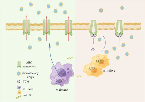 Distinct Circuits From the Central Lateral Amygdala to the