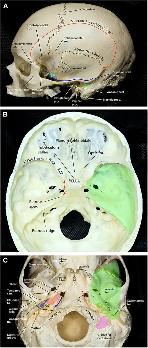 Frontiers | Comprehensive microsurgical anatomy of the Frontiers | Comprehensive microsurgical anatomy of the