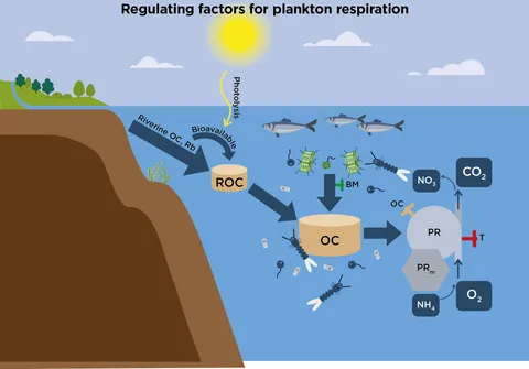 洋書 Respiration in Aquatic Ecosystems Respiration in Aquatic Ecosystems: Williams, Peter J. le B