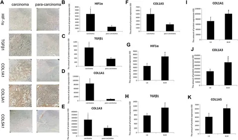 Frontiers | Thymoquinone affects the gemcitabine sensitivity