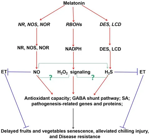 Frontiers | Crosstalk between melatonin and reactive oxygen