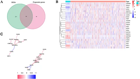 Frontiers | Ferroptosis Is a Potential Novel Diagnostic and
