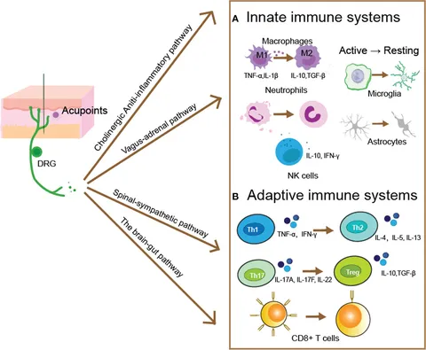 クラシック REFLEXE Frontiers | The immunomodulatory mechanisms for acupuncture