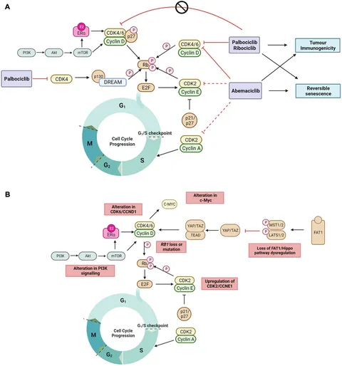 Frontiers | CDK4/6 inhibitor resistance in estrogen receptor