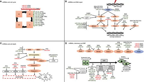 Frontiers | Breast cancer: miRNAs monitoring chemoresistance