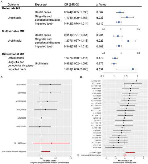 Frontiers | Interconnections between urolithiasis and oral