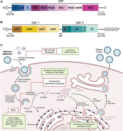 Frontiers | Lessons that can be learned from the SARS-CoV-2