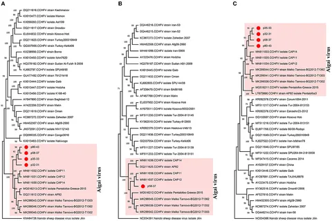 Frontiers | Impact of nanopore-based metagenome sequencing