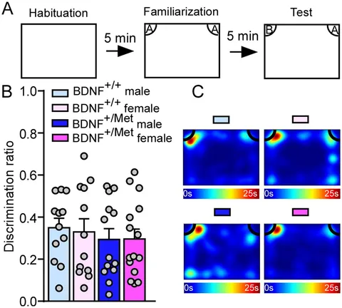Frontiers | Diminished activity-dependent BDNF signaling
