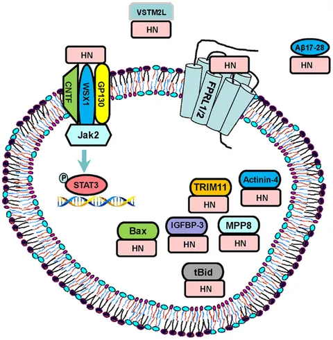 芸能人愛用 Frontiers | Link? New A Diseases: Age-Related and Humanin フェイスクリーム