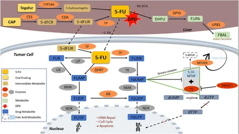 ワタナベ Frontiers | Pharmacogenomic-guided dosing of