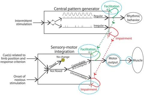 Frontiers | Updating perspectives on spinal cord function Frontiers | Updating perspectives on spinal cord function