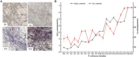 Frontiers | Oxidative damage from repeated tissue isolation