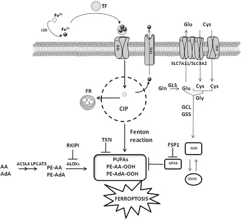fmolb-10-1216733-g001.jpg
