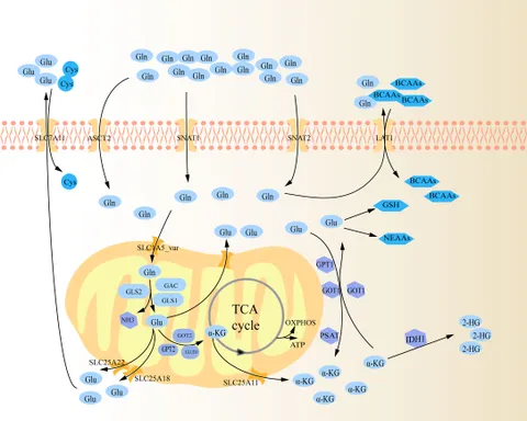 ギン Frontiers | Glutaminolysis and peripheral CD4+ T cell