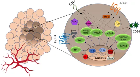 Frontiers | Longevity-Promoting Pathways and Transcription