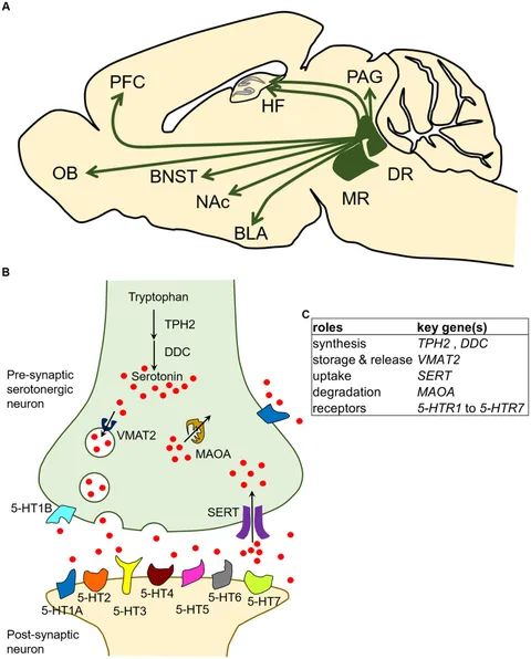 Frontiers | Molecular biology of serotonergic systems in
