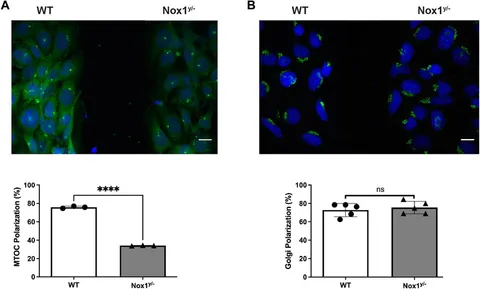Frontiers | Nox1-based NADPH oxidase regulates the Par