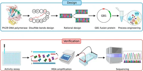 DNA 解析キット Human Absolute Mitochondrial DNA Copy Number Quantification