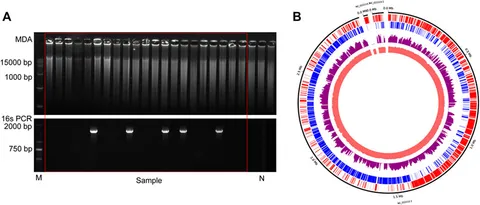 Frontiers | Improved single-cell genome amplification by a