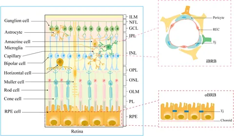 Frontiers | Spotlight on iron and ferroptosis: research