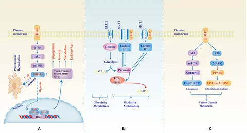 Oncolytic adenovirus programmed by synthetic gene circuit