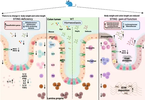 Frontiers | cGAS-STING signaling pathway in intestinal