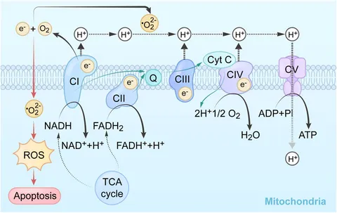 Frontiers | The mechanisms of action of mitochondrial