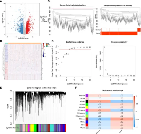 Frontiers | Constructing a prognostic model for head and