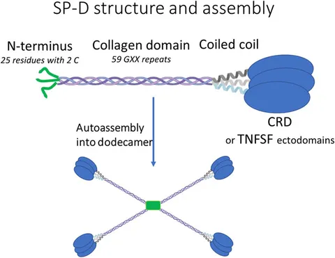 d*a様 Distinction I II III Ⅳ V structures Crystal structure reveals conservation of amyloid-β
