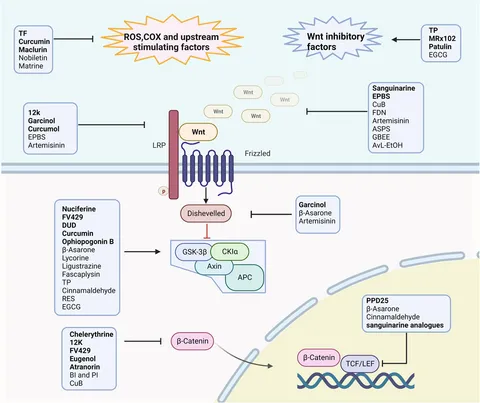 Frontiers | Natural compounds: Wnt pathway inhibitors with