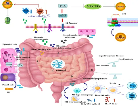 Frontiers | Lactobacillus reuteri in digestive system