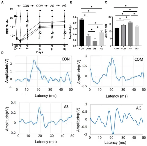 Frontiers | Positive effect of microvascular proliferation