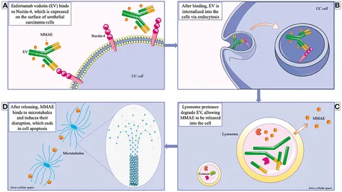 Frontiers | Enfortumab vedotin in metastatic urothelial