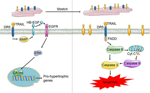 予約販売 | Frontiers TRAIL diseases cardiac in receptors its and トップス