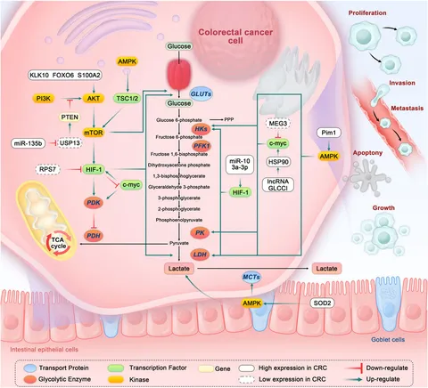 その他 Yu-ji Frontiers | Phytochemicals targeting glycolysis in