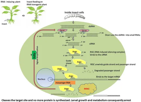 PI様 サラリ裏メッシュ！美脚ストレッチアンクルパンツ - ベルーナ【公式】
