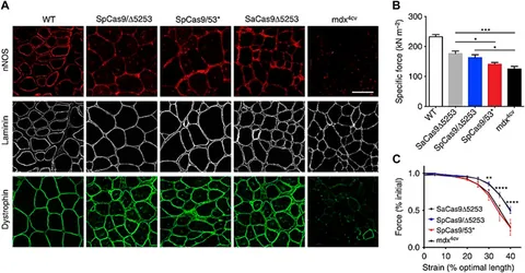 Frontiers | Biomaterials-mediated CRISPR/Cas9 delivery