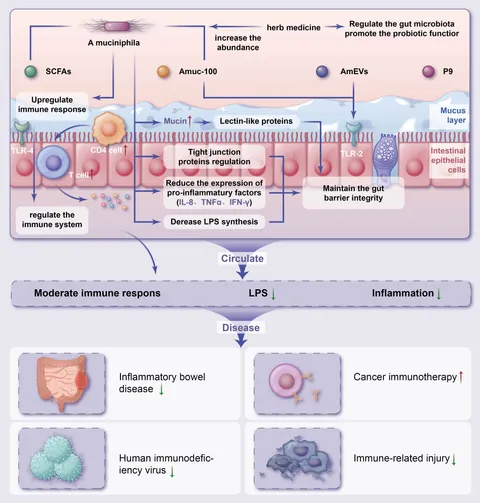 Frontiers | Akkermansia muciniphila and herbal medicine in