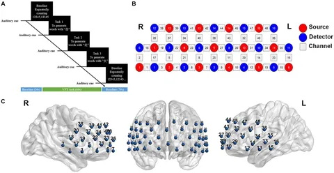 Frontiers | Prefrontal cortex functional connectivity
